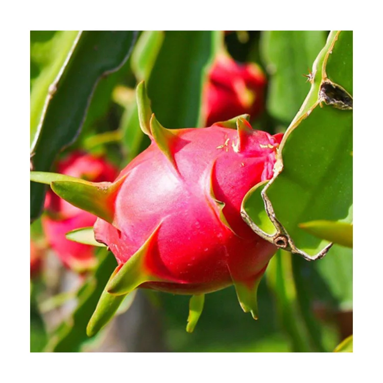 New Quality Premium Fresh Dragon Fruit Green Vina Fresh Organic Natural Sweet From Vietnam Manufacturer
