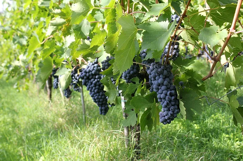 Высококачественное итальянское органическое красное вино Vino Nobile di Montepulciano жемчужина DOCG 2017 спиртовой напиток 0