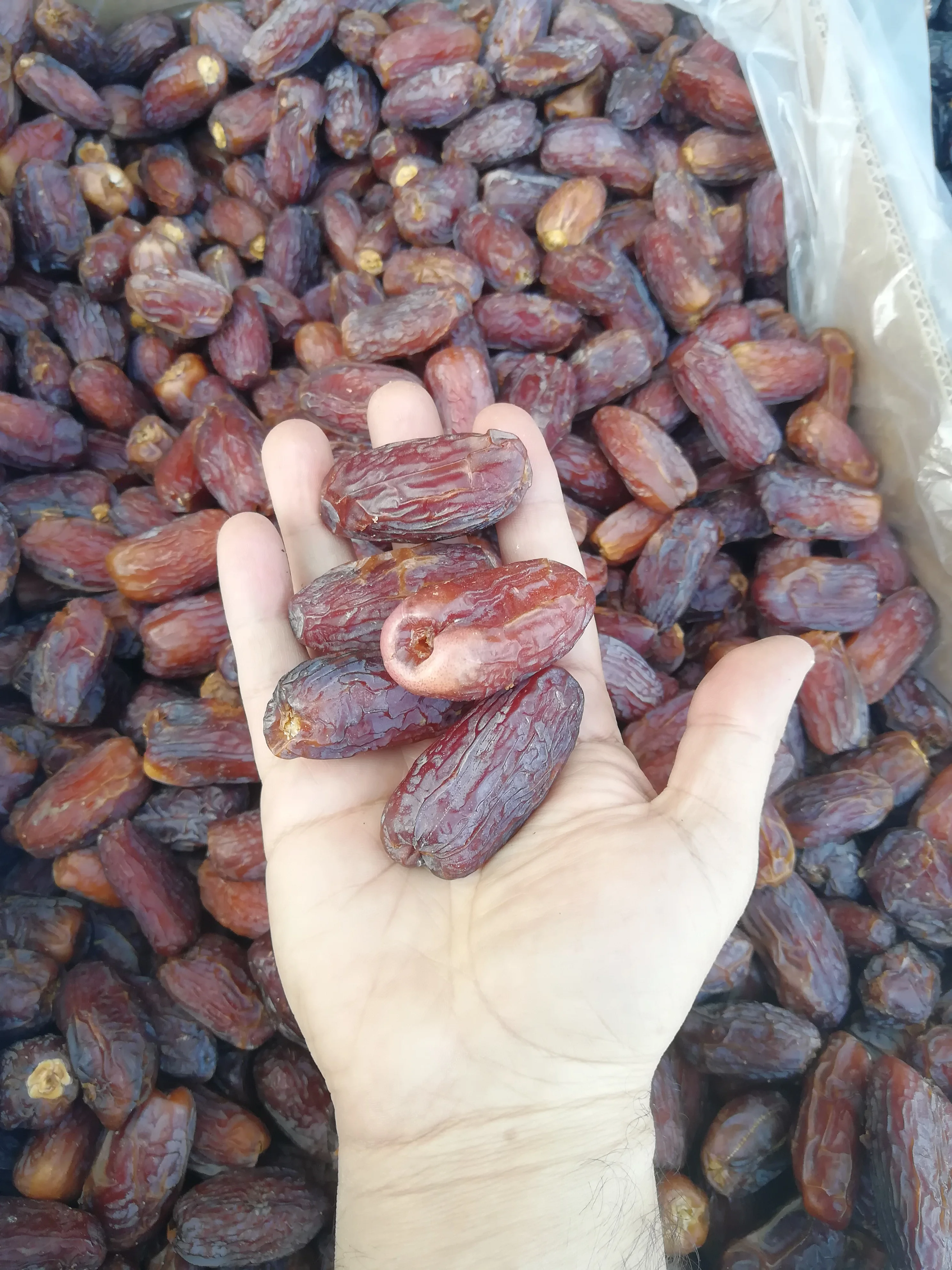 Premium Quality Medjool dates from Saudi Arabia Medjoul Medjool