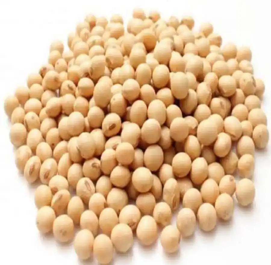 Non Gmo Soybeans / Soya Beans, Soy bean Seeds and Soya bean Seeds