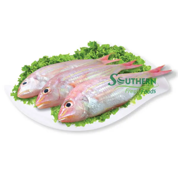 Bulk style packaging weight shelf origin life seafood Frozen Golden Threadfin Bream WR Sea Fish Wild Caught SFF from Vietnam