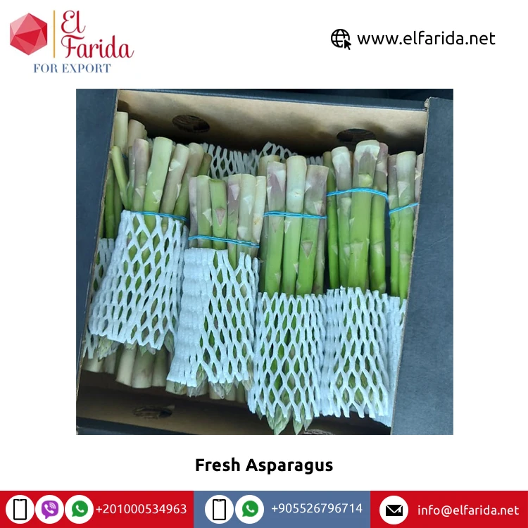 Bulk Good Quality Hot Sale 100% Natural Green Fresh Vegetables Asparagus from Egypt at Wholesale Price