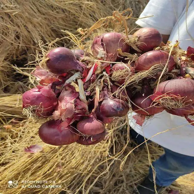 egyptian high quality fresh red onion competitive price