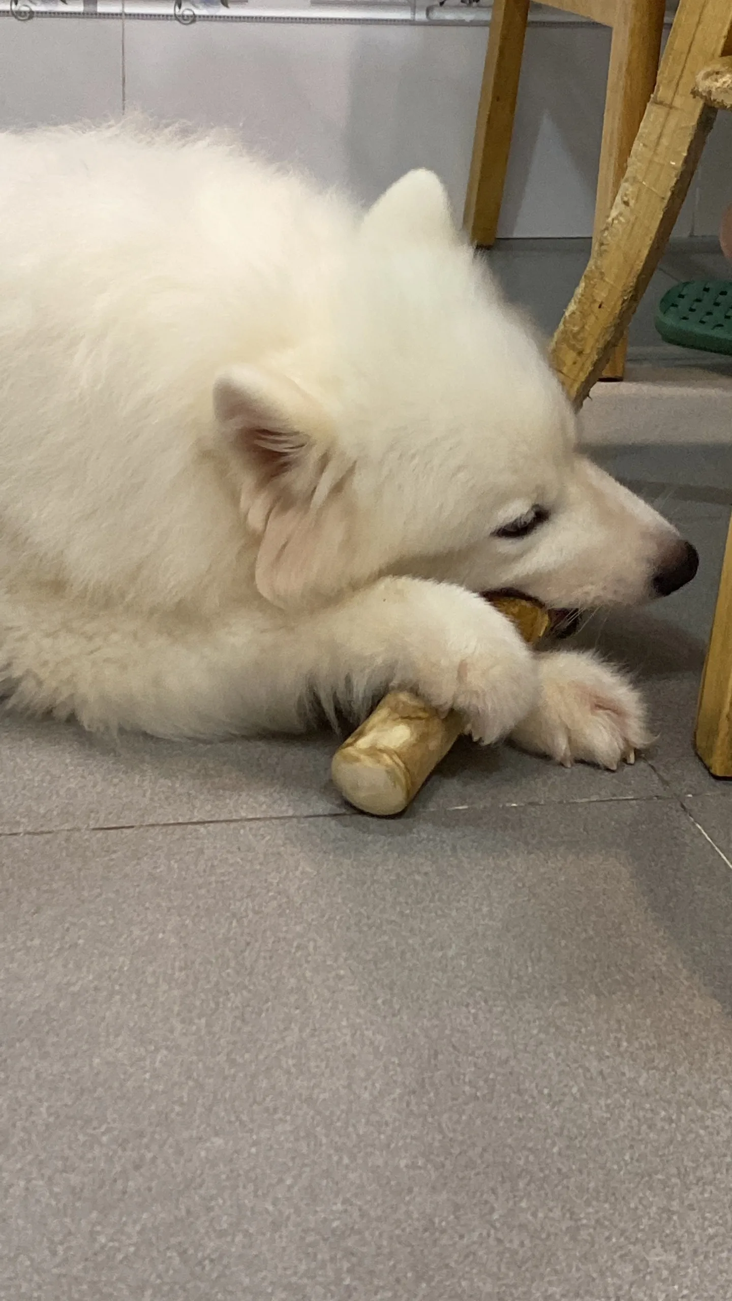 WINVN Wood Color Multiple Size Dog Playing Chewing Coffee wood chew Natural Pet Toys for Dogs Easy to Use Wholesale Ms. Jennie