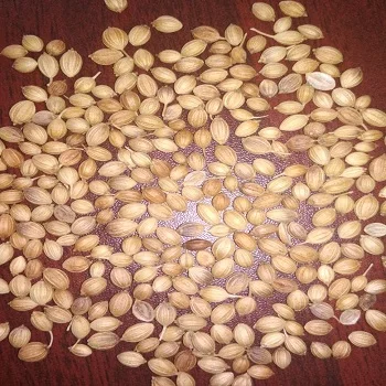 coriander seed available for sales at low market price