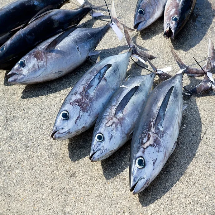 N.W. / Glazing 100%NW, 95%NW Skip Jack Tuna Fish for Sale Frozen Bigeye Tuna for BBQ Tuna