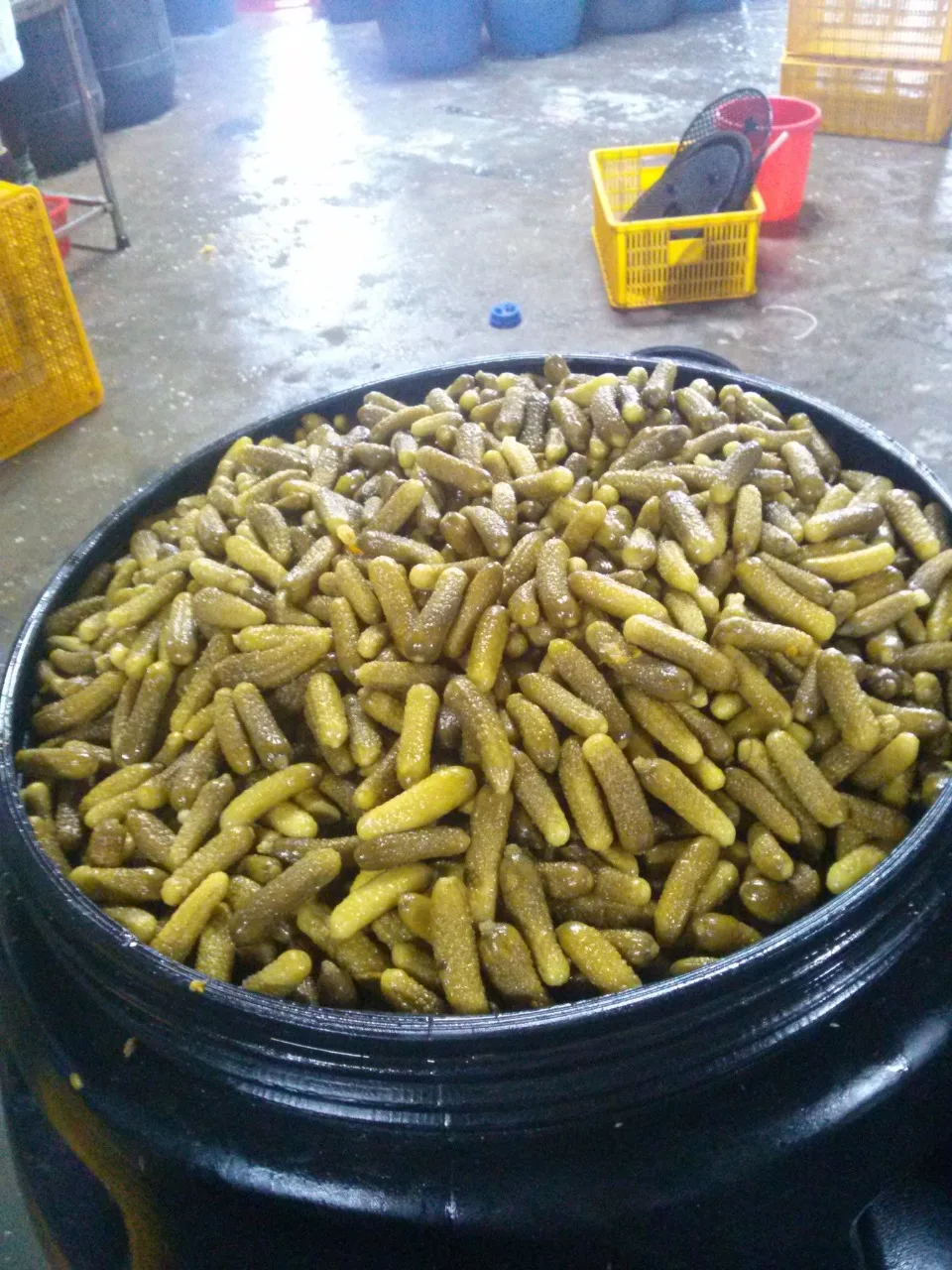 BEST DEAL HIGH QUALITY PICKLED GHERKIN CUCUMBER BEST GRADE RELIABLE SUPPLIER FROM VIETNAM 2024