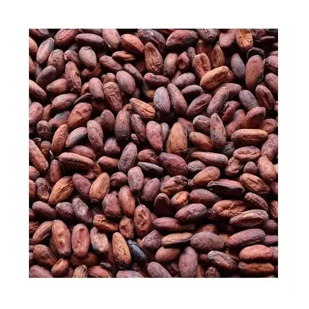 Bake Material Natural Wholesale Price Dried Raw Cocoa Beans Vietnam Roasted Coco Bean for Sale