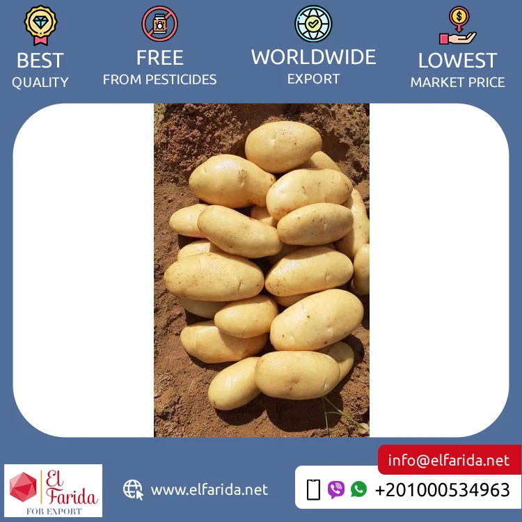 Bulk Quantity Supply High Quality Egypt Origin Export Natural Fresh Vegetable Big Size Potatoes Spunta Diamond Lady Rosetta