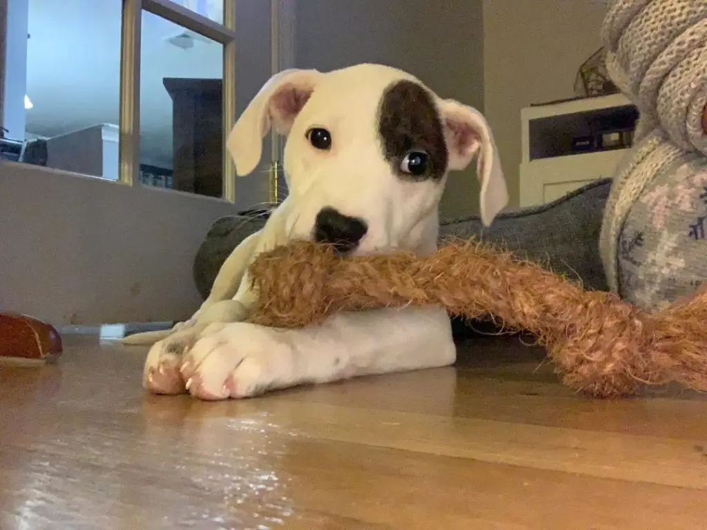 Manufacture Safe Natural Coconut Fiber Ball Dog Chew Toys From Vietnam At The Best Wholesale Price / Coconut Fiber Pet Toy