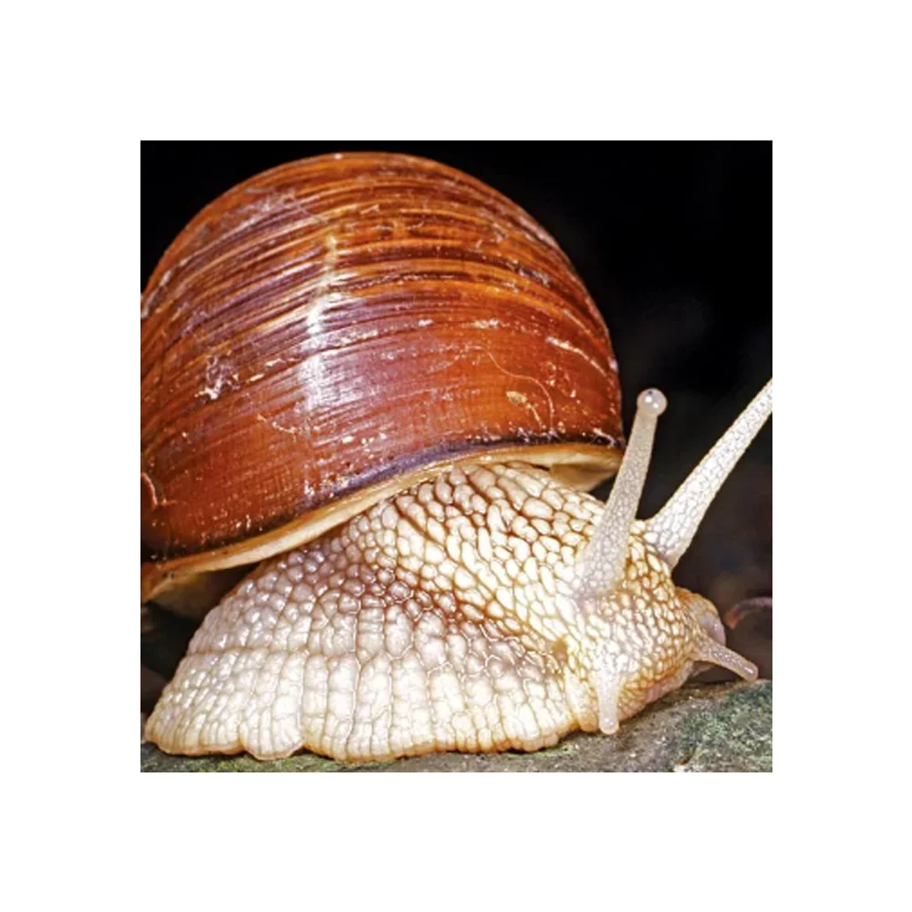 Dinosaur Doll Mollusk For Child Birthday Gift Throw Pillow Sales