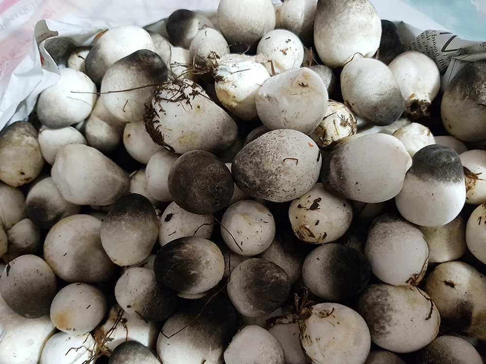 Natural salted straw mushrooms from Vietnam