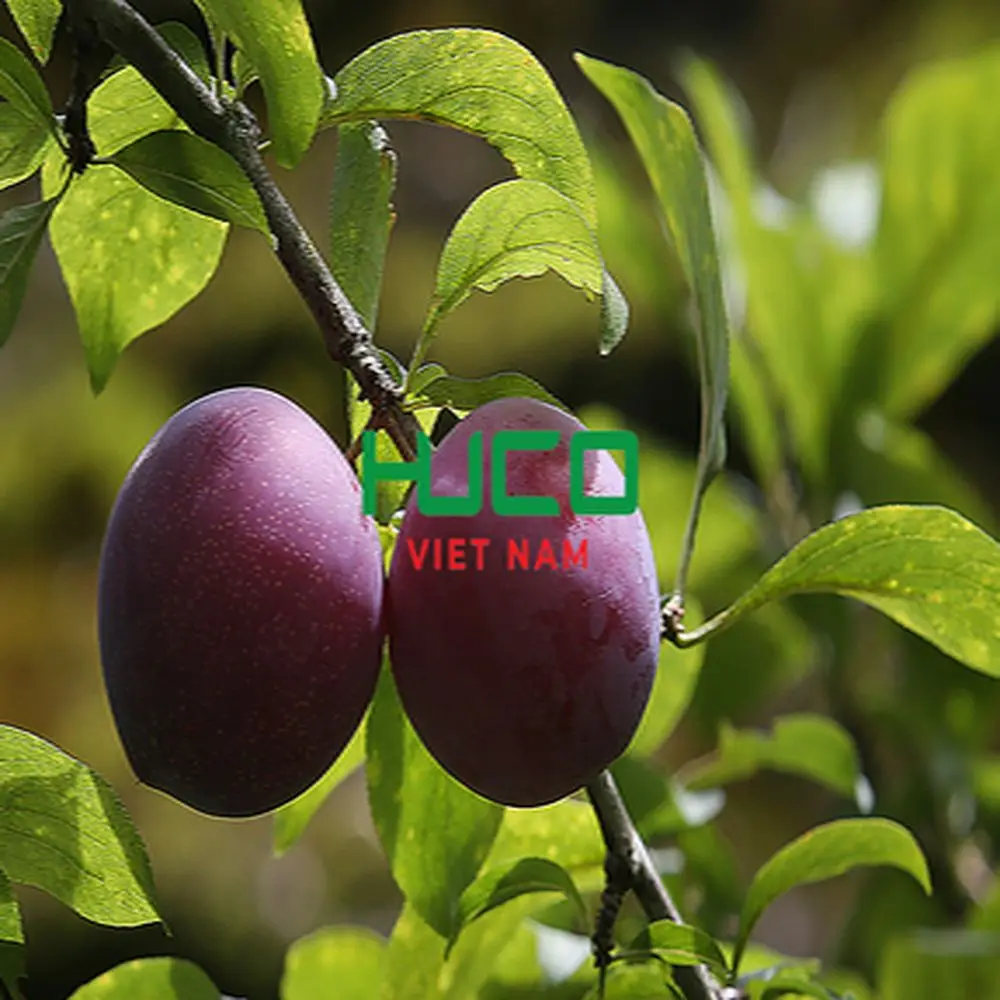 Fresh Juicy Red Plums Tasty Delicious High Quality Sweet Plum Premium Grade 100% Natural