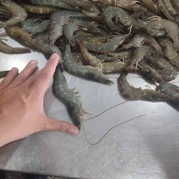 Giant Tiger Prawn No Additives Fresh Natural Whole Shape Raw Frozen Cooking Bulk Seafood Shrimp From Vietnam