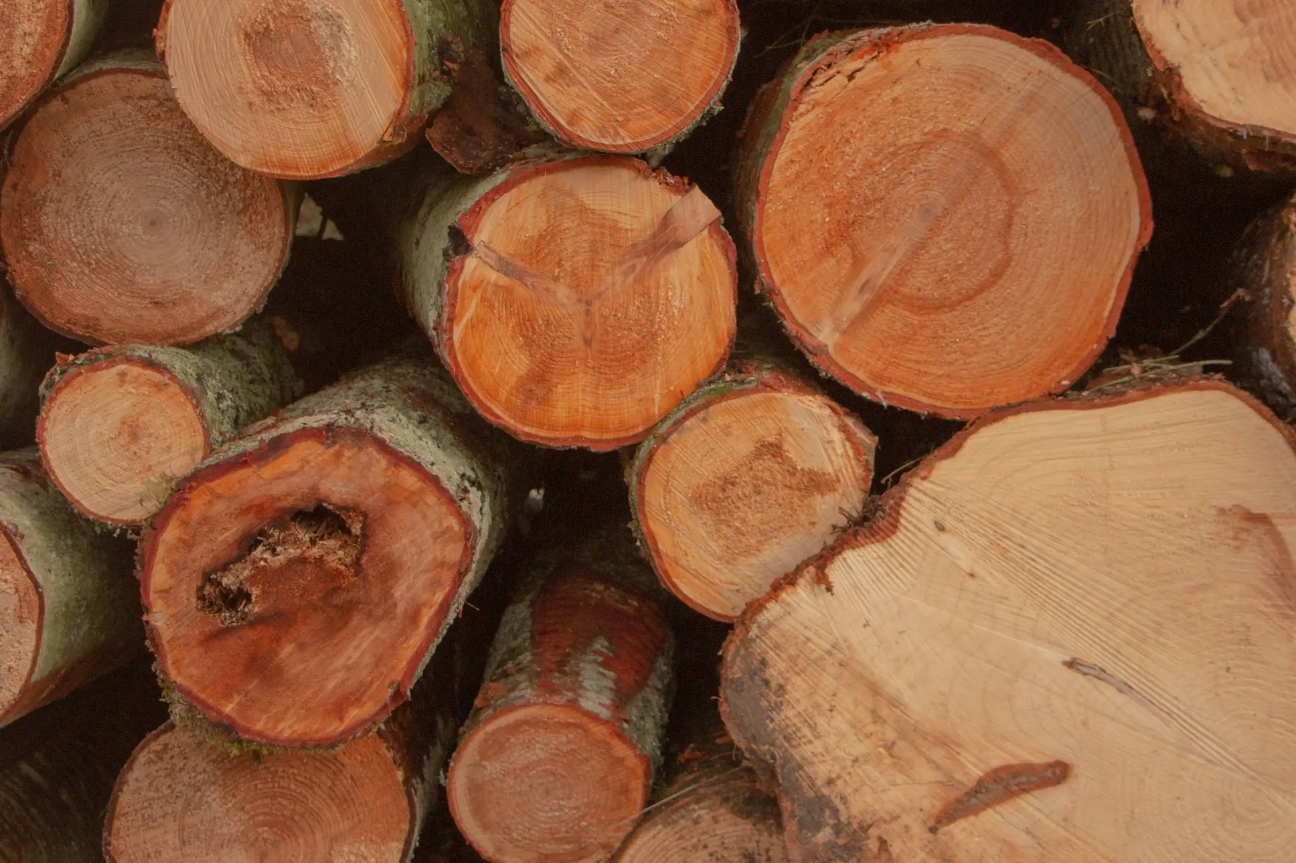 Лучшее качество, древесное сырье, тиковое дерево, бревна по конкурентоспособной цене