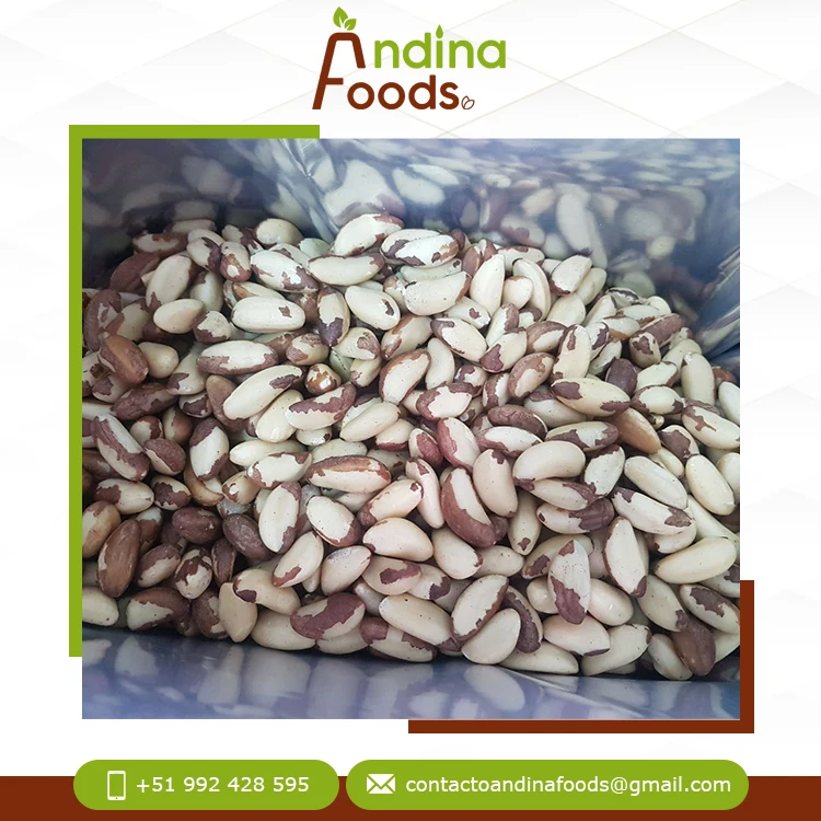 Bulk Distributor Selling Top Quality Fresh Crop Best Protein and Essential Amino Acids Brazil Nuts From Peru