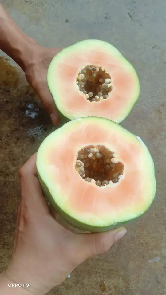 TW6 Dehydrated Dried Papaya Dices Soft Dried Papaya 0084971886886