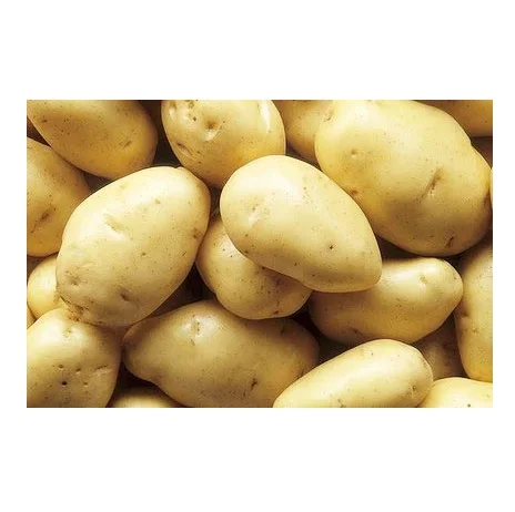 ON SALE 25Kg Fresh Irish Potatoes/ Farm Fresh Potatoes Exporters/Irish Potatoes