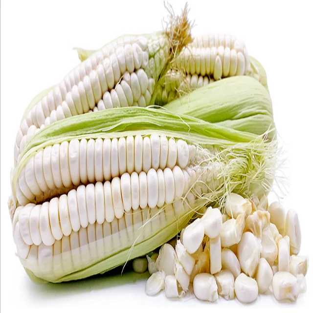 White Corn For Animal Feed Brazilian White Corn Best Price Cheap Price Wholesale White Corn For Sale