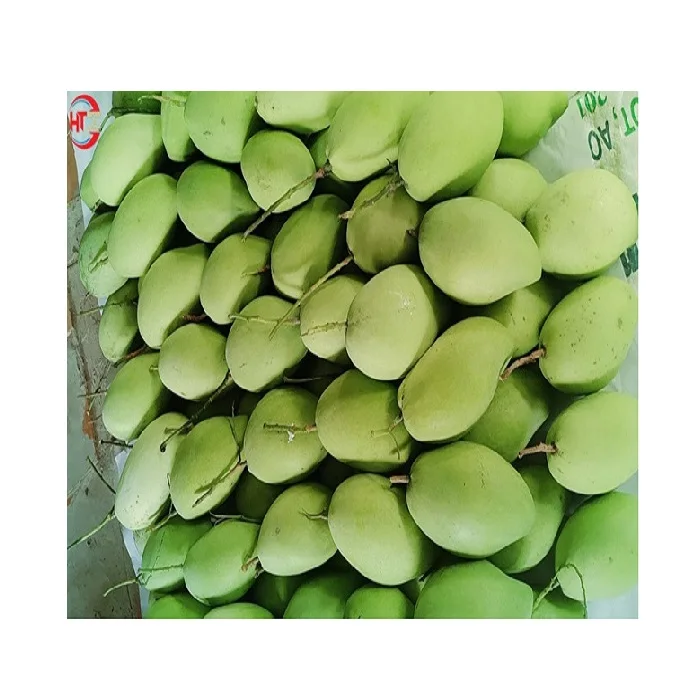 Export A Grade Quality Vietnam Organic Fresh Fruit Sweet and Sour Taste Unripe Maturity Green Hoa Loc Mango