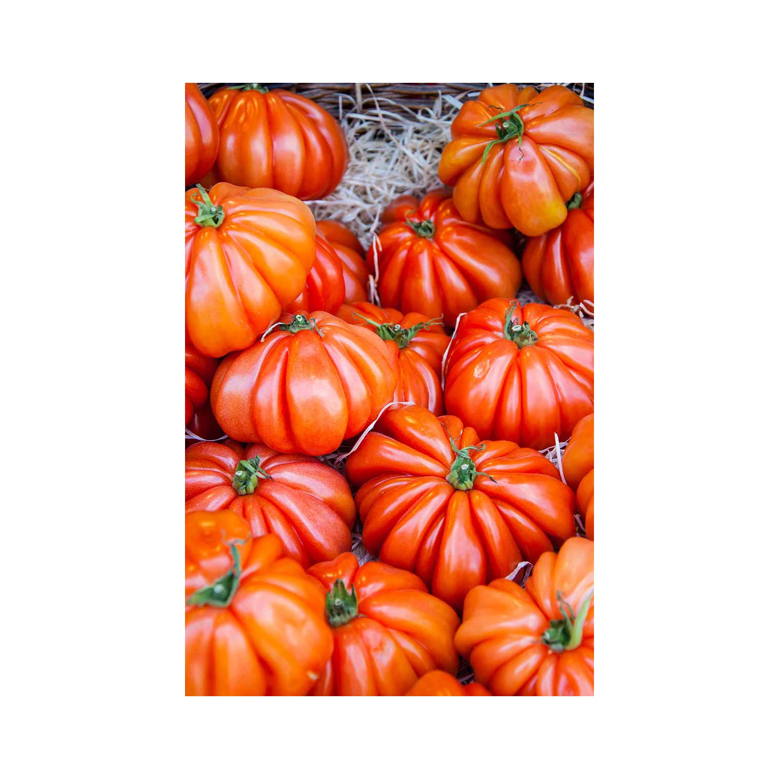 Wholesale Fresh Beef Tomatoes, Cherry Tomatoes, Fresh Plum Tomatoes 2023 New Harvest