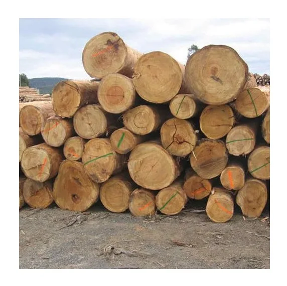 Wholesale Eucalyptus Wood Logs, Year-Round Supply