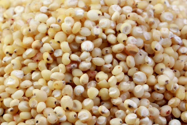 Indian Manufacturer of Top selling product Of 2022 Grain Sorghum Bulk White Sorghum at Affordable Price