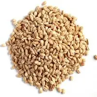 High quality animal feed protein feeding barley for cattle barley grain