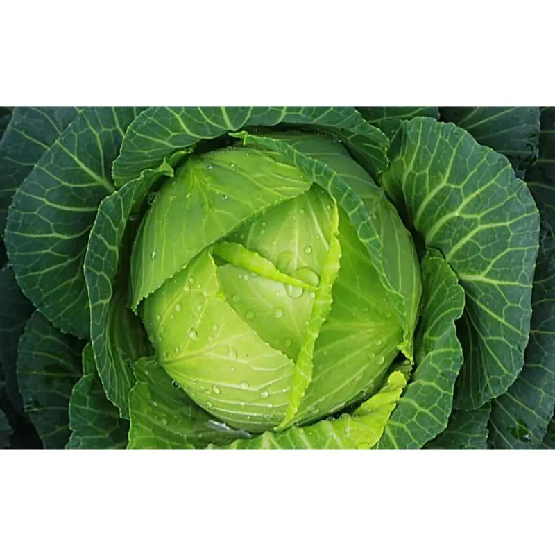 Cabbage-850x525 - Copy.jpg