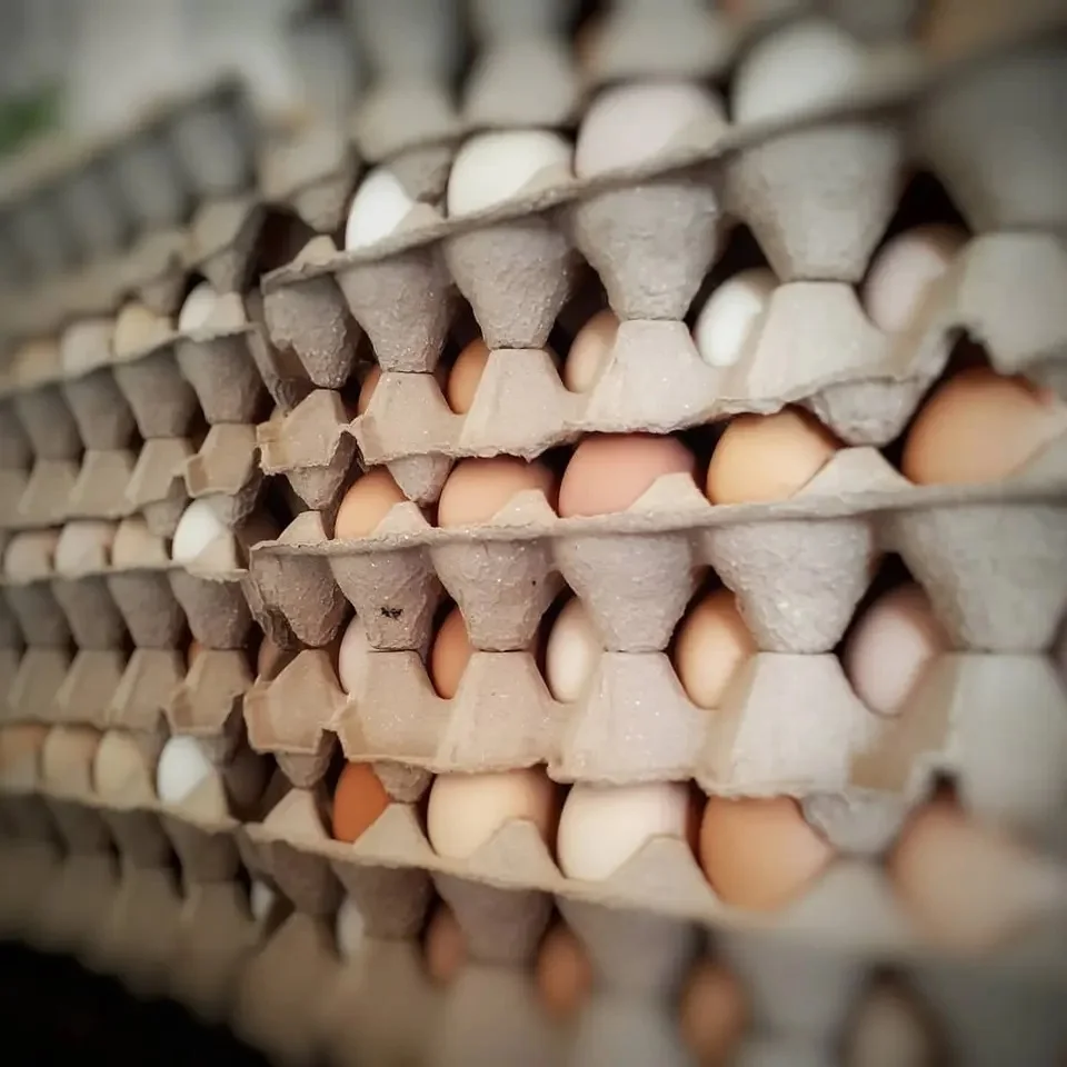 Best Quality Hot Sale Price White / Brown Shell Fresh Table Chicken Eggs From Belgium Supplier