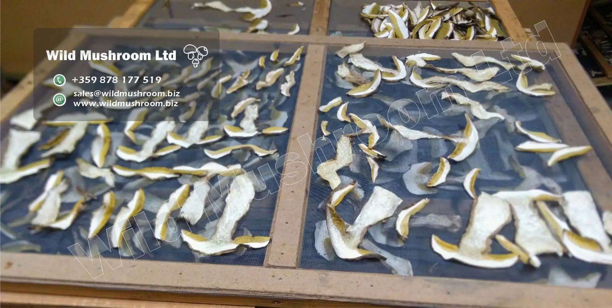 Dried Boletus edulis - extra grade. Natural Dehydrated Porcini from Eco-regions (also know as Cepa and Steinpilze)