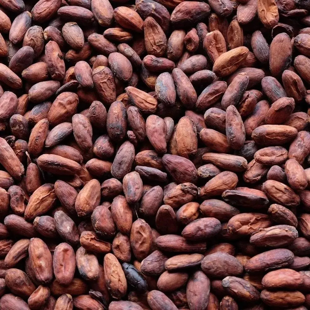 Best Selling 100% Organic Cocoa Beans Online,Raw Sun Dried Criollo Green Cocao Beans for High Quality Chocolate Export Wholesale