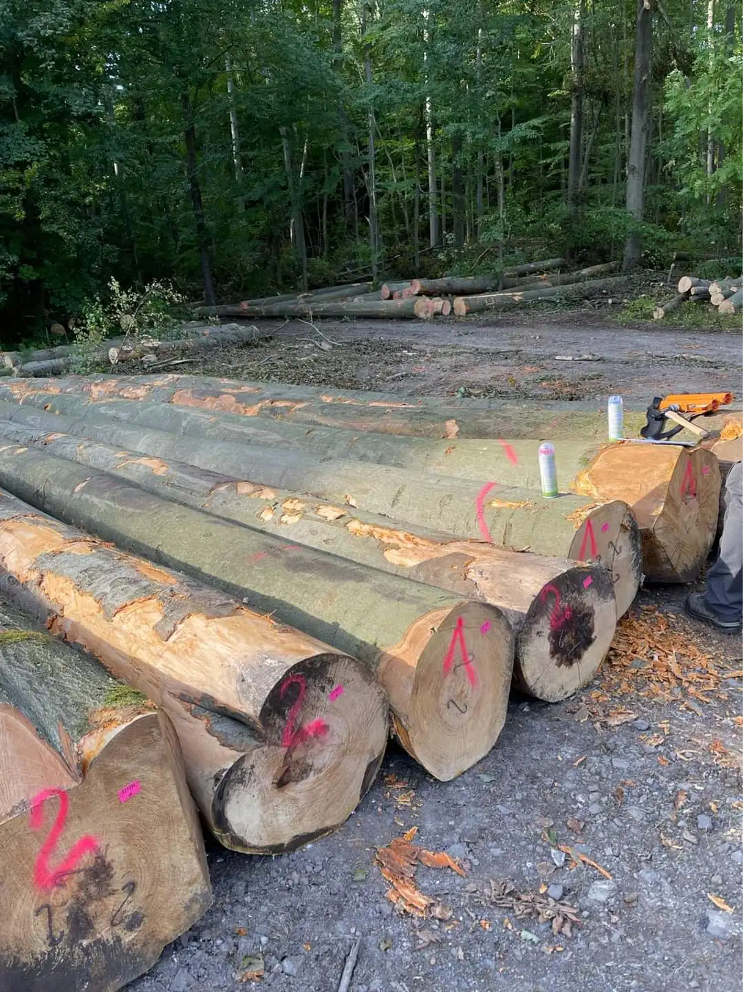 3 м + писновая древесина, писны, австралийский стандарт, деревянные бревна, древесина