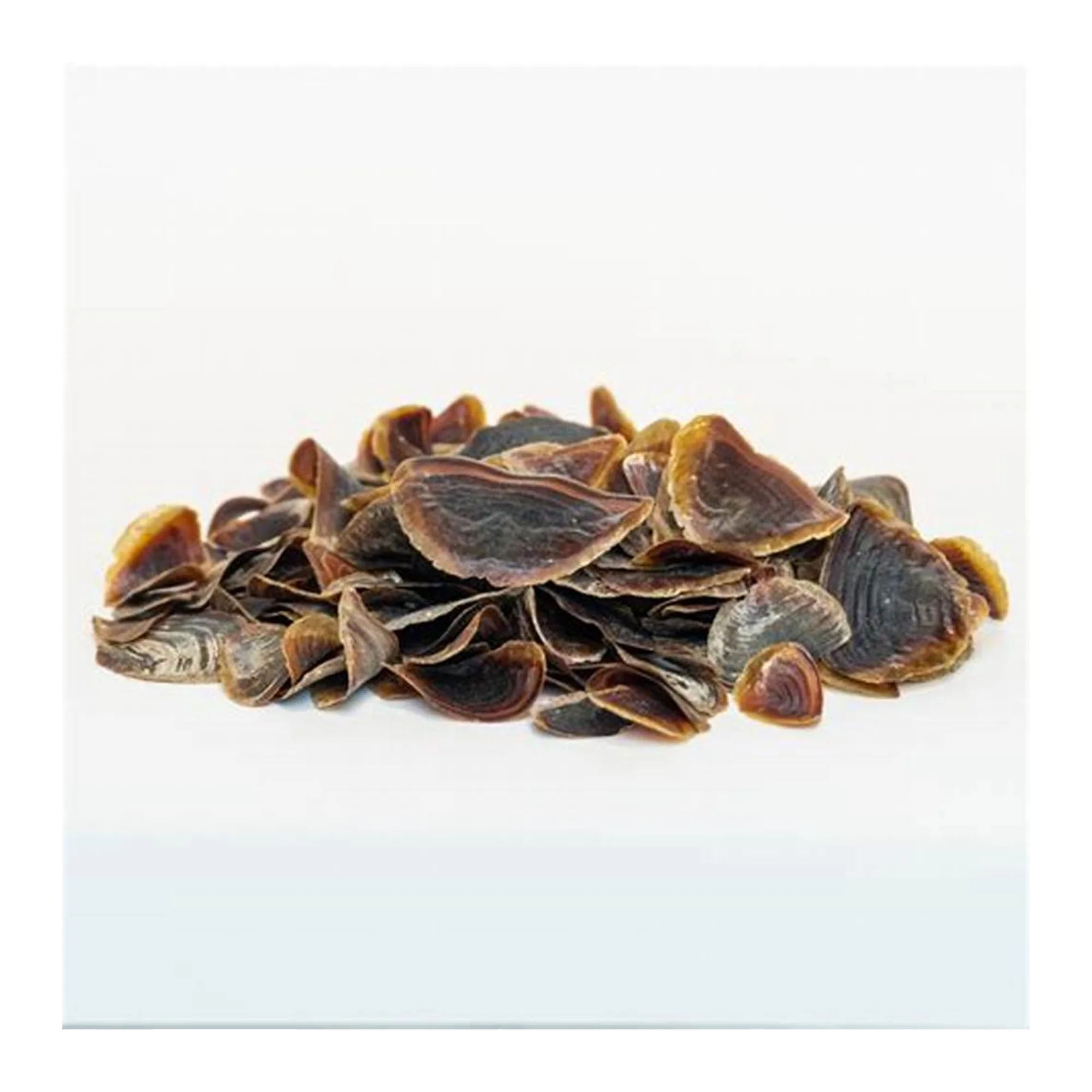 Natural Murex Operculum Seashells / Gastropods Operculum shells Natural