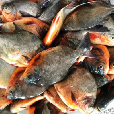Top selling High quality Cheap Red Pomfret Wholesale Whole Round Red Pacu Fish from Processor