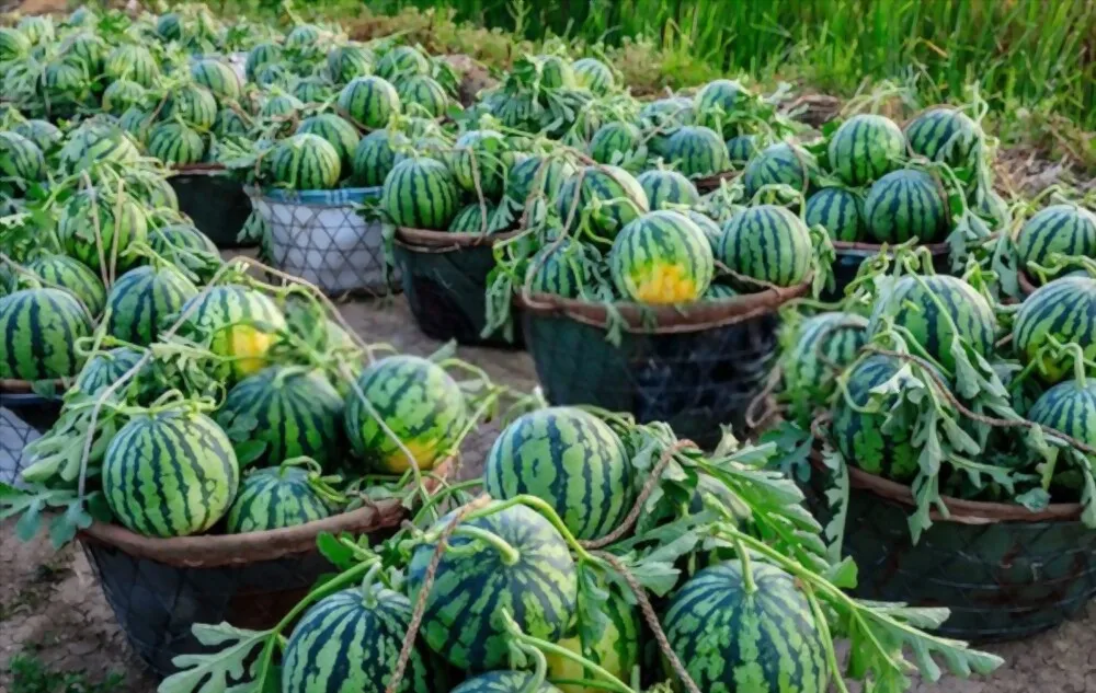 Supply Fresh Watermelon | Grade 1 For Exporting | Tropical Vietnamese fruit