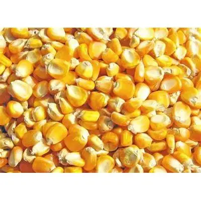 Оптовая продажа, Желтая Кукуруза/Кукуруза для корма для животных/желтая кукуруза для корма для птицы