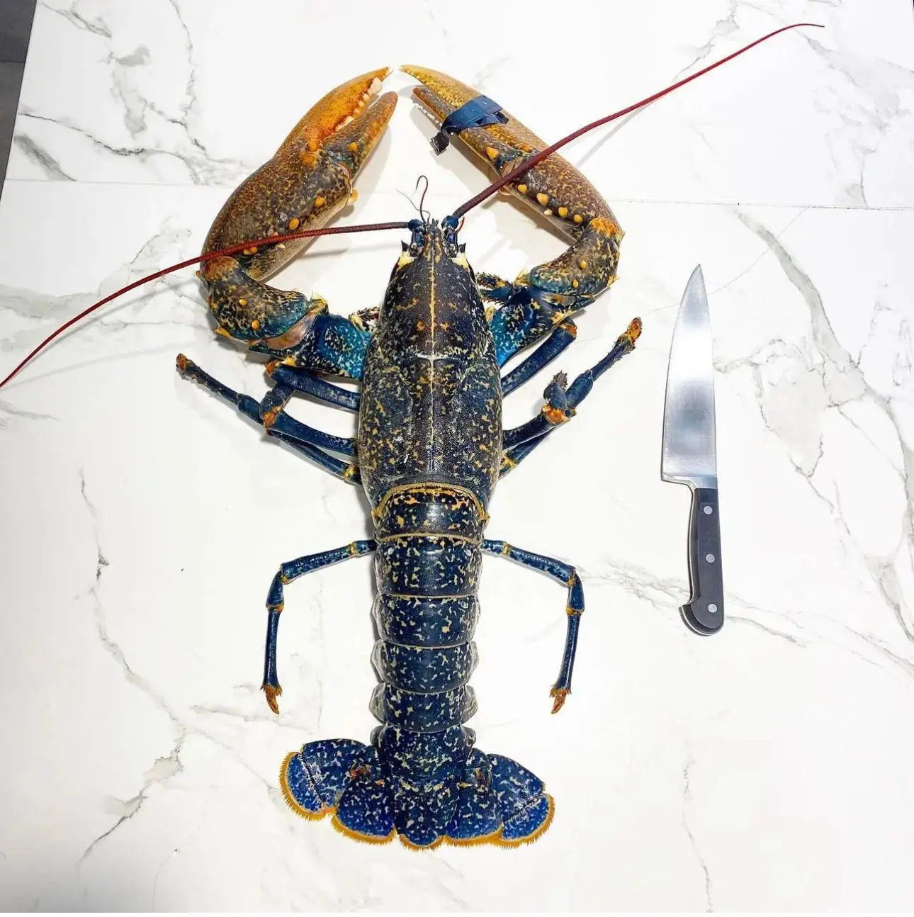 Frozen Lobsters Style Packaging Lobster Holiday Weight Shelf Origin Type Life Size BRC Days Place Model COMPANY Freezing Process