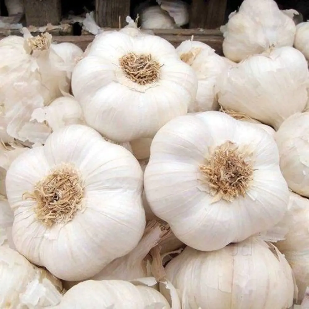 white garlic