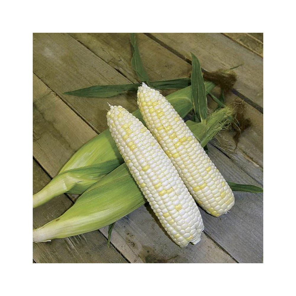 Selected feed corn an excellent food supplement for birds and animals raised for fattening, corn animal feed