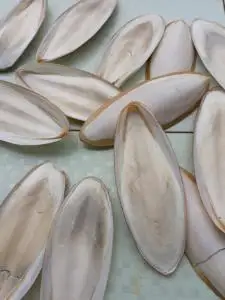 100% Natural Trimmed Dried cuttle fish bone sun dry cuttlebone for sale squid bones Processed Unprocessed Squid bone