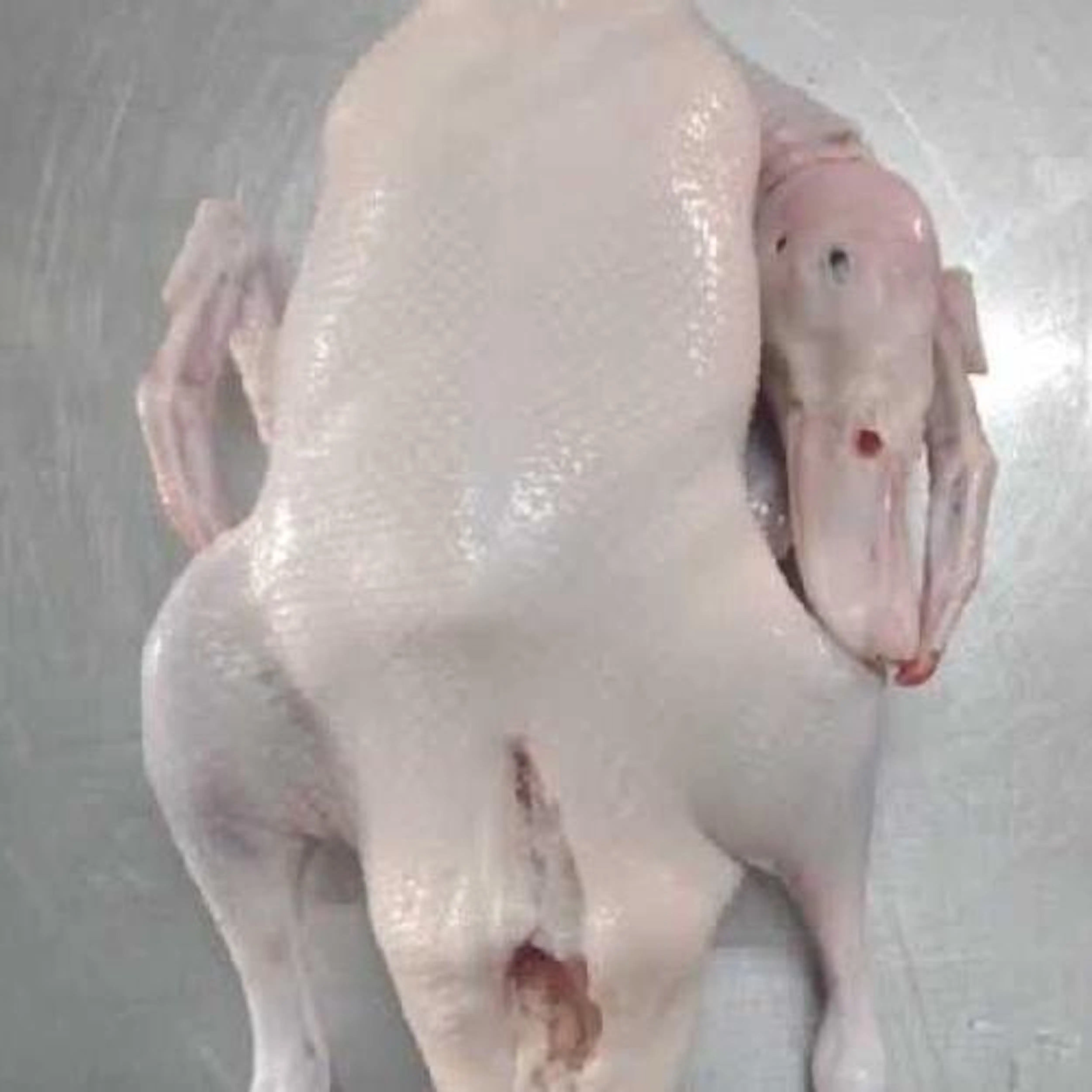 BIG DUCK MEAT.jpeg