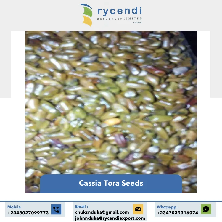 Single Spices & Herbs Product Best Quality Premium Grade Wholesale Natural Cassia Tora Seeds from Nigeria Origin Supplier