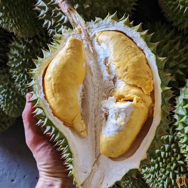 Вьетнамский свежий дуриан новый урожай Monthong Durian Ri6 Премиум качество Лучшая цена на экспорт