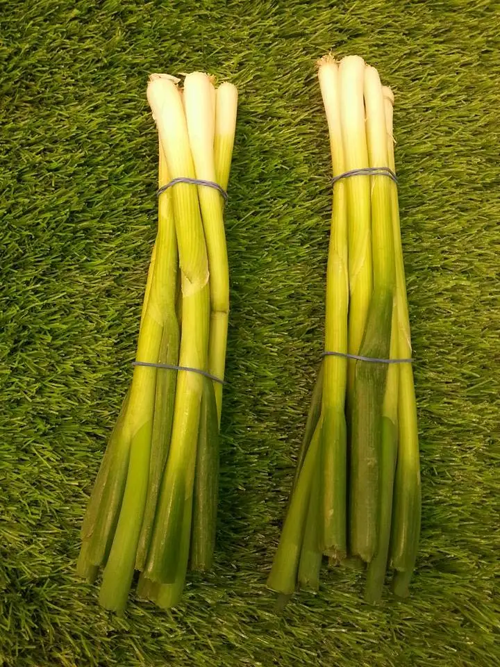 Fresh high quality green onions from Egypt