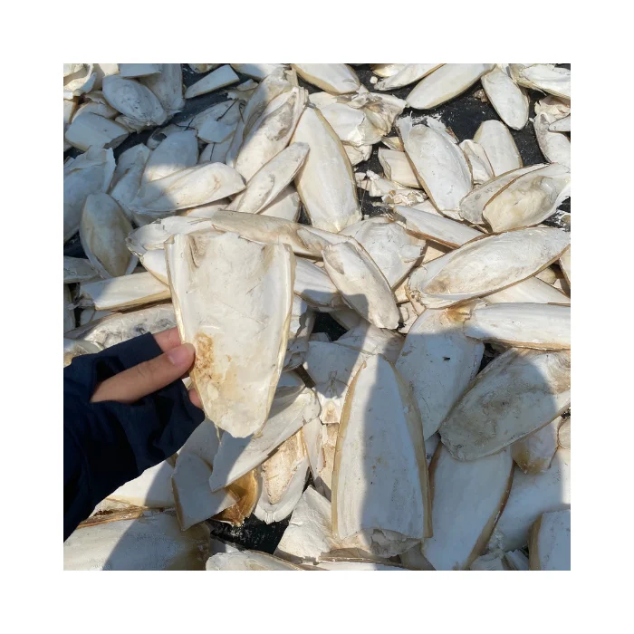 Buy Cuttlefish Bone Online: Natural Drying Process, Perfect for Avian Feeds, Vietnam Export Ready