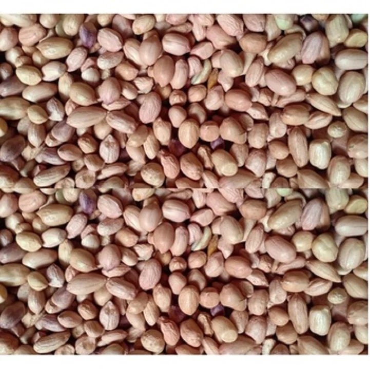 Premium Quality Java Peanut 80 90 Count Bulk Exporter Supreme  High Protein Raw Peanut Kernels Peanut  at Low Price from India