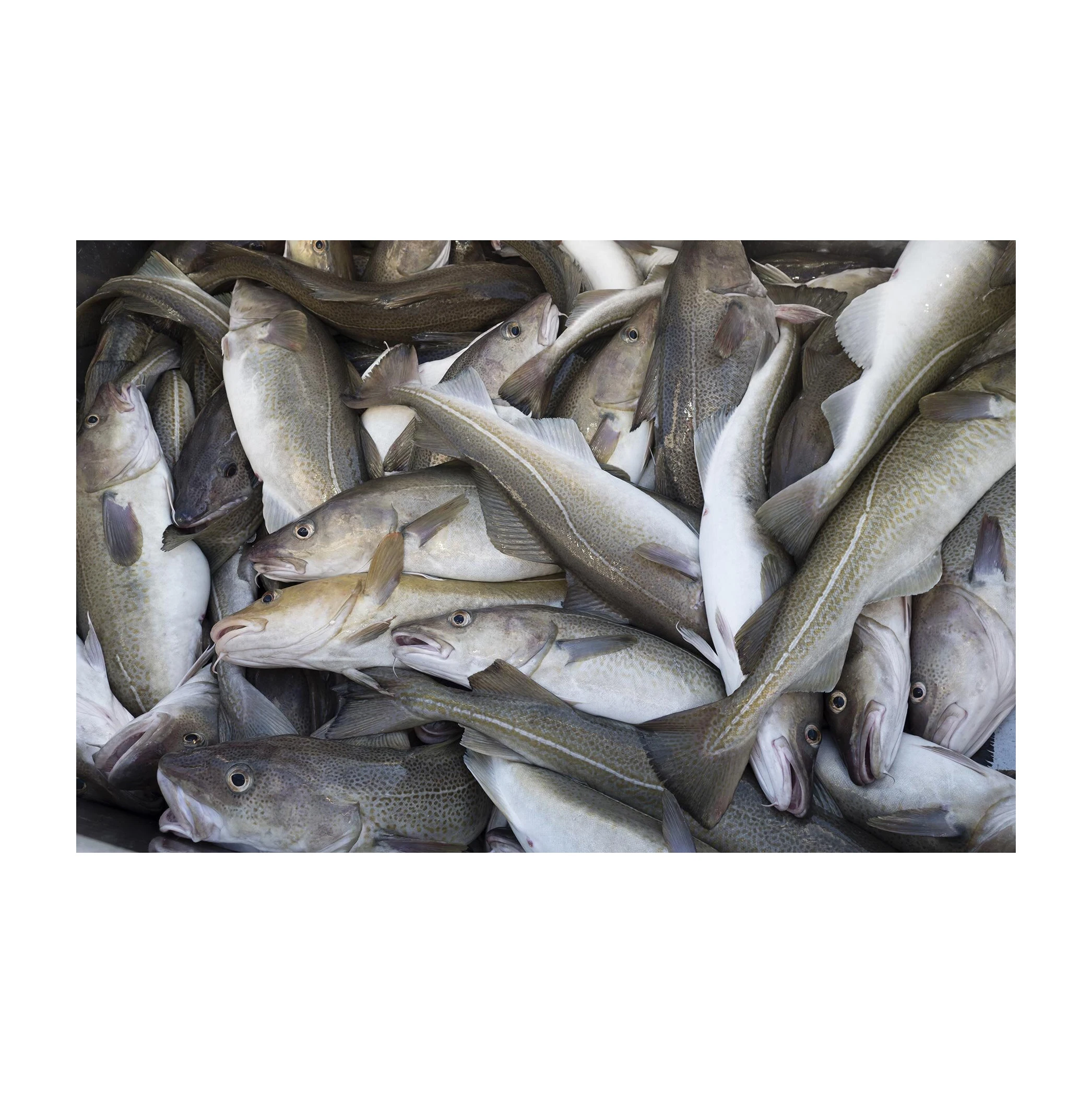 Best Quality Sliced Fresh Cod Skrei Fish With ISO Certification