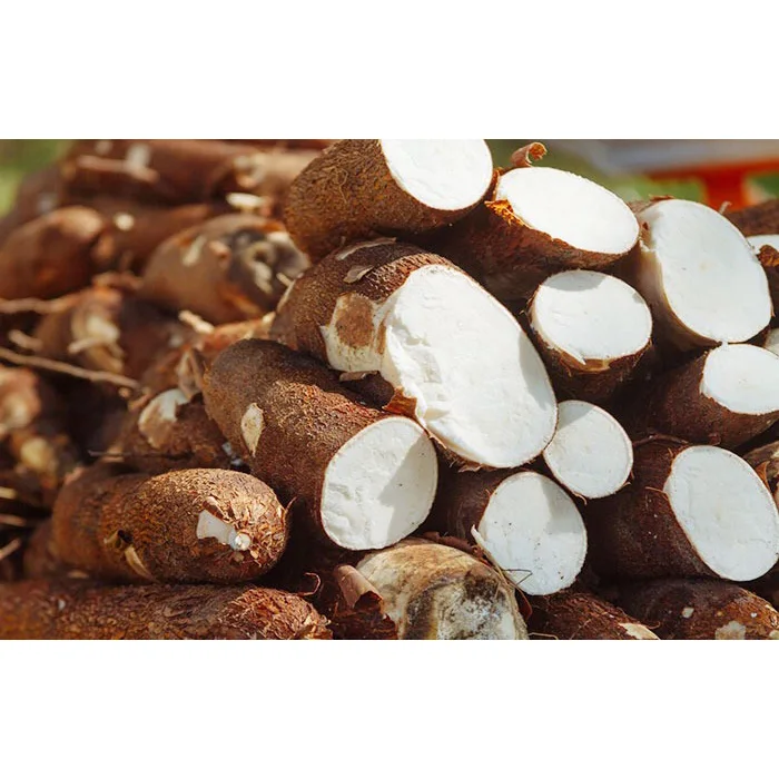 Fresh Cassava / Tapioca in Bulk Best Price for Manioc Leaves Variety Wholesale Available