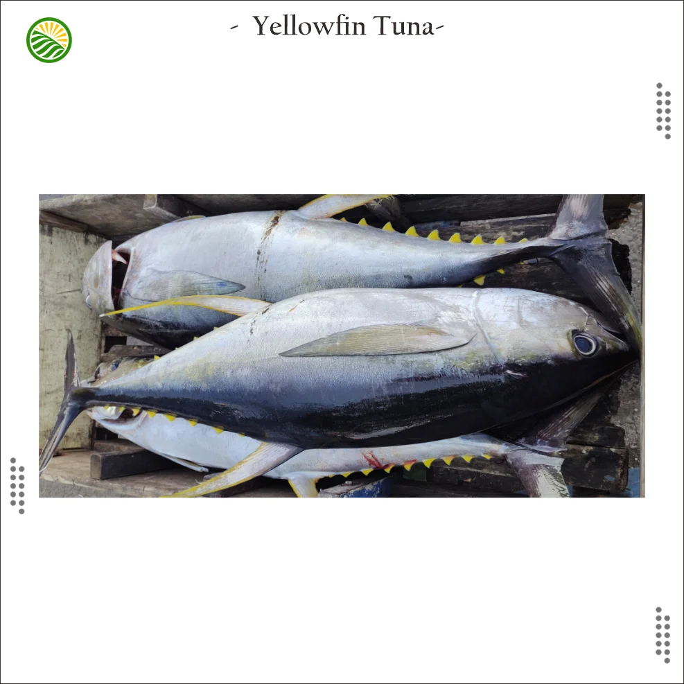 2022 Fresh Frozen Yellowfin Tuna Fillets Tunae Loin Exporters Of Tuna